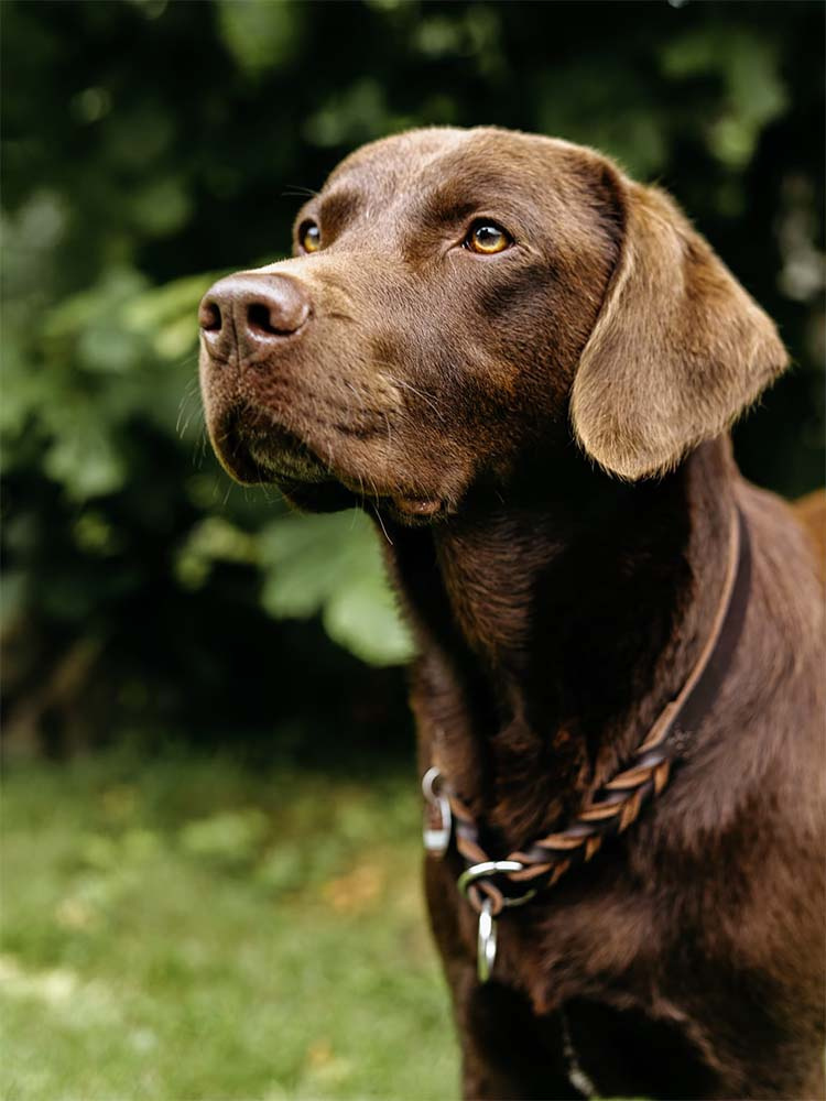Porträtfoto des Kita Hundes